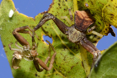 Pistius truncatus