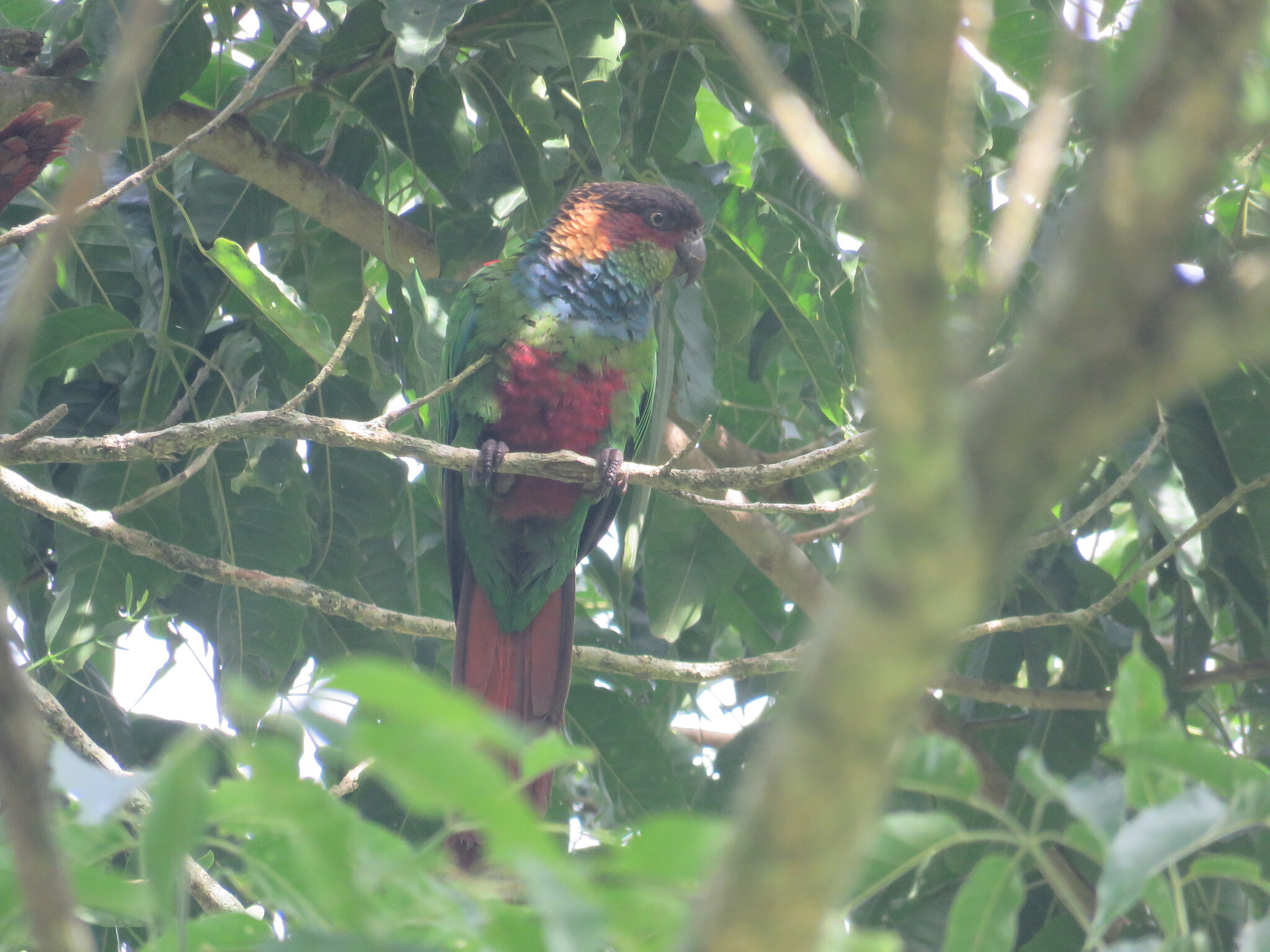 Ochre-marked Parakeet (Pyrrhura cruentata), photo 2