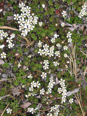 Pyxidanthera barbulata