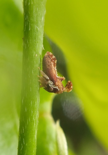 Hypsoprora coronata