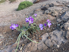 Matthiola maderensis