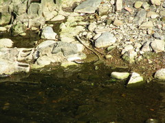Actitis hypoleucos