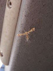 Geina periscelidactylus