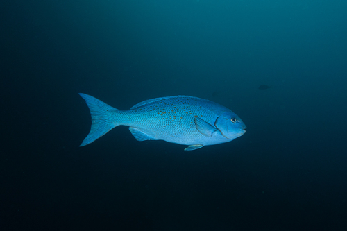 Girella cyanea observed 2026-05-28