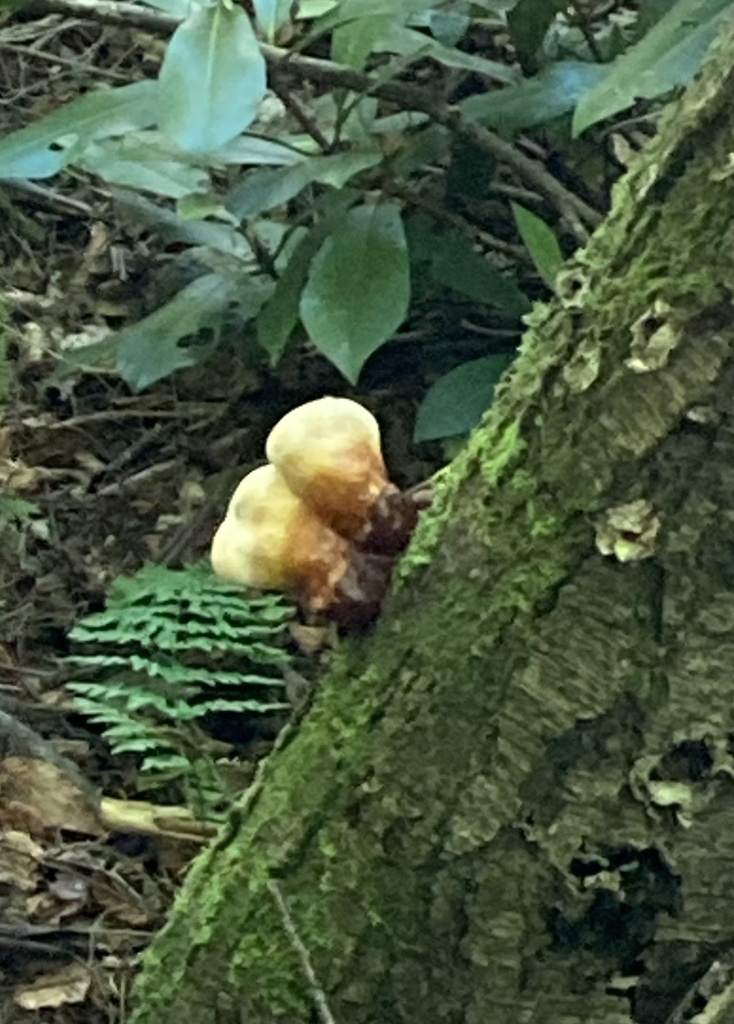 hemlock varnish shelf · May 2026 · photo: Photo: no rights reserved · iNaturalist