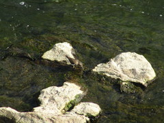 Actitis hypoleucos