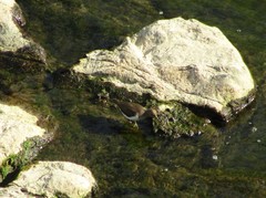 Actitis hypoleucos