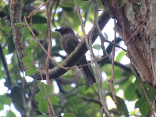 Greyish Mourner (Rhytipterna simplex), photo 2
