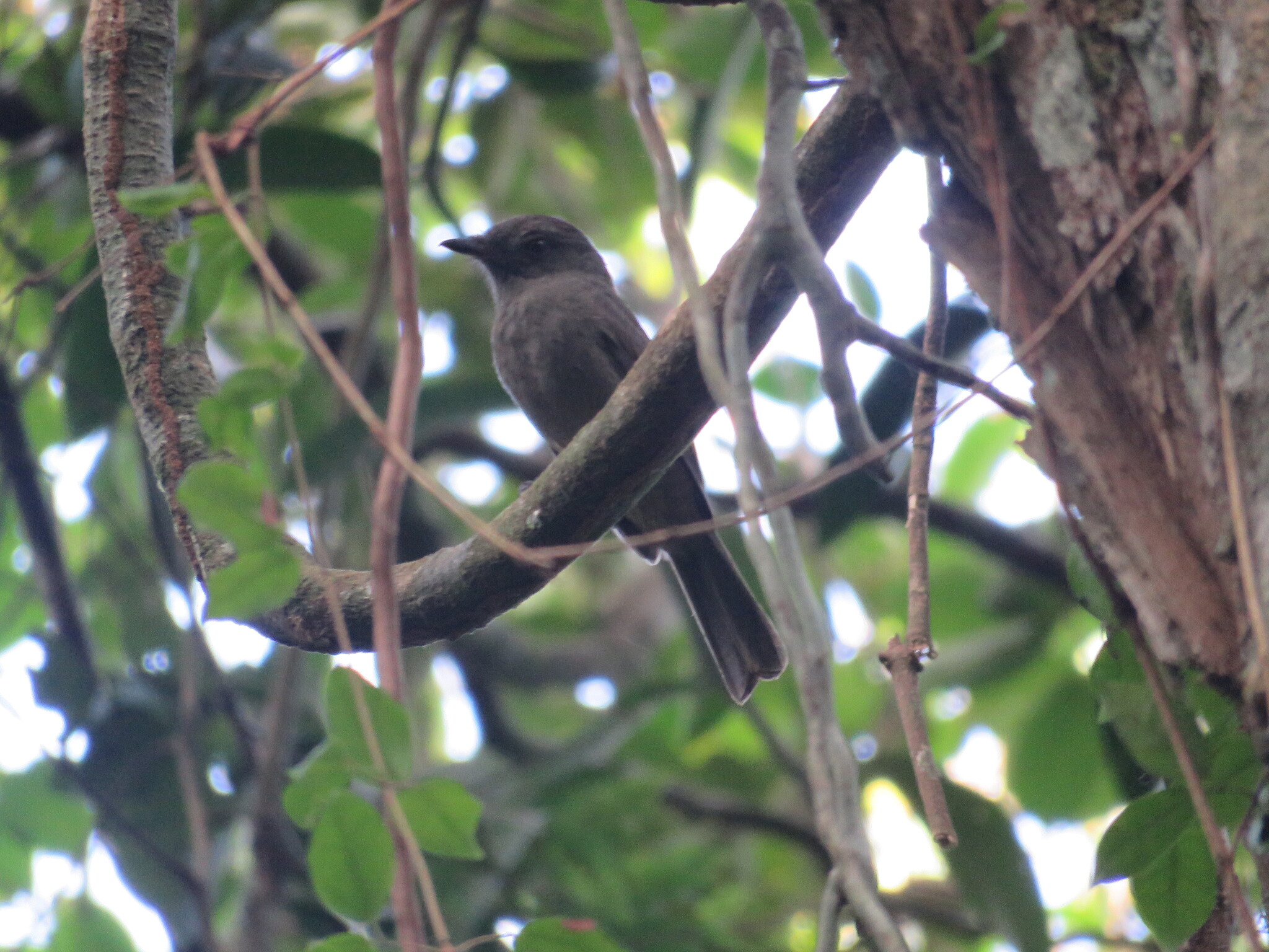 Greyish Mourner (Rhytipterna simplex), photo 2