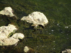 Actitis hypoleucos