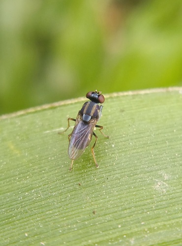 Ochthera regalis