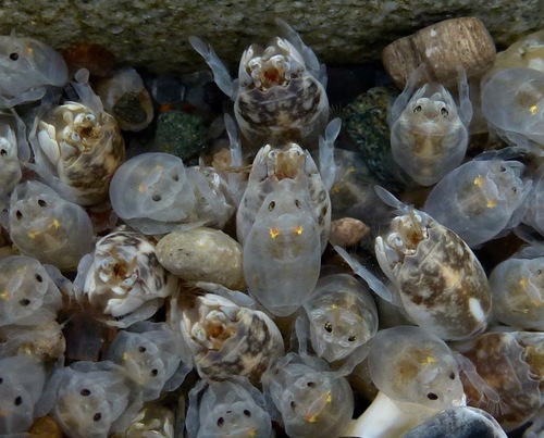 Pacific Sand Crab, photo 7 of 10