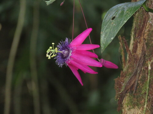 Passiflora kermesina, photograph 4