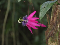 Passiflora kermesina, photograph (c) Pablo Cauã da Silva Toledo, some rights reserved (CC BY)
