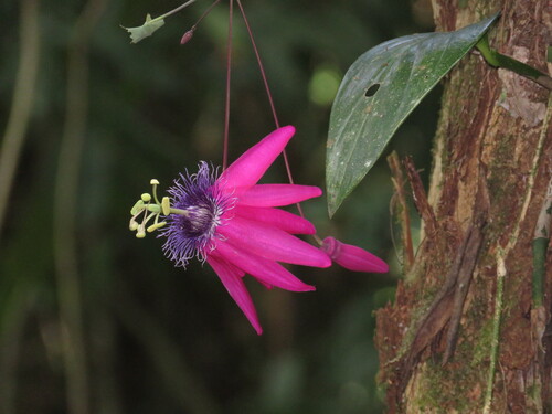 Passiflora kermesina, photograph 5