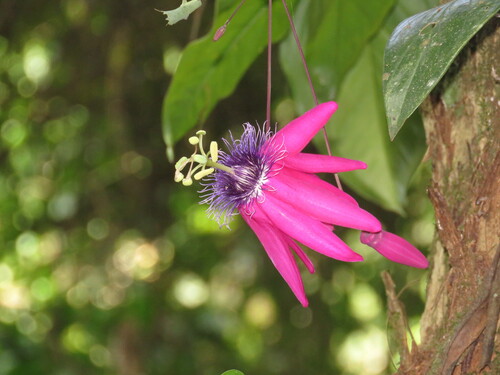 Passiflora kermesina, photograph 6
