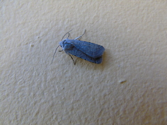 Caradrina flavirena