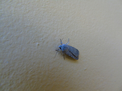 Caradrina flavirena