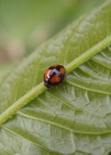 Harpasus quadrifolium