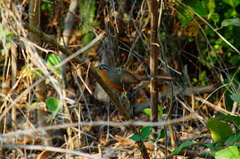 Morococcyx erythropygus