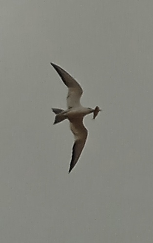 Large-billed Tern