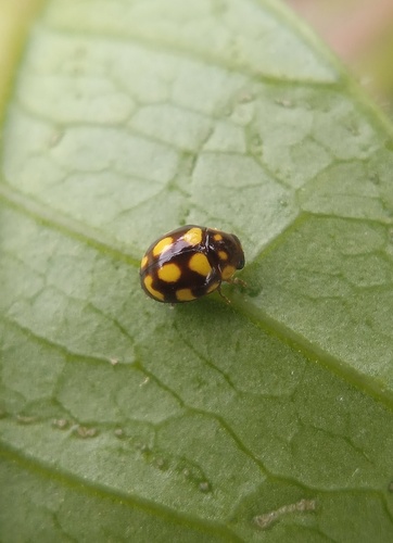Cyrea fasciata