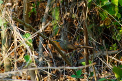 Morococcyx erythropygus