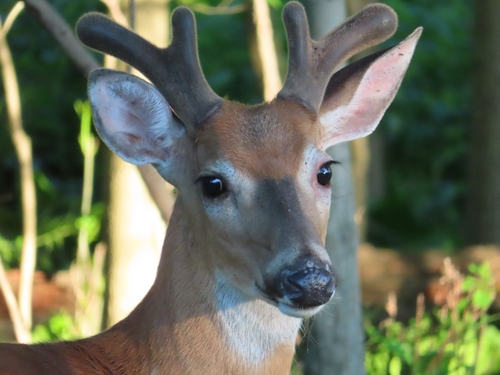 White-tailed Deer