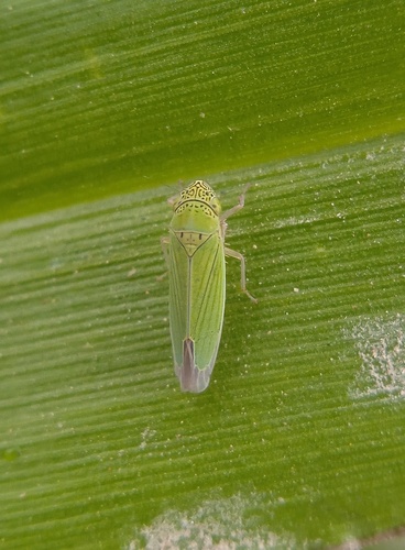 Common Green Leafhopper
