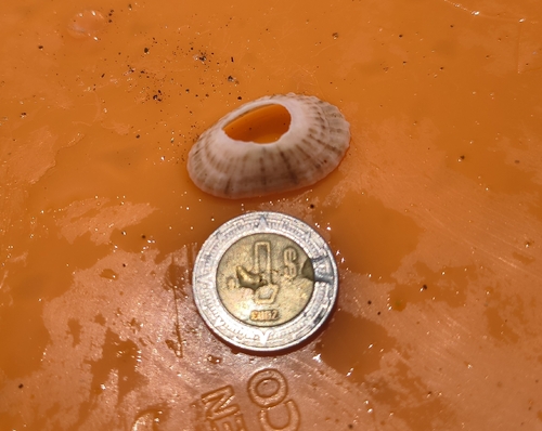Fissurella gemmata (Fissurella gemmata)