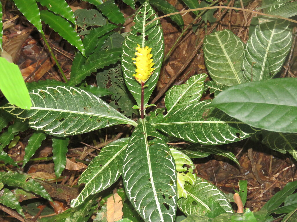 Aphelandra squarrosa, Campos dos Goytacazes - RJ, Brasil