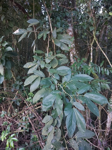 Senna macranthera, photograph 1