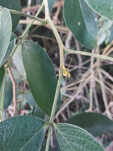 Senna macranthera, photograph 2