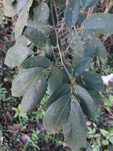Senna macranthera, photograph 3