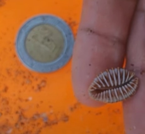 Jenner's cowry (Jenneria pustulata)