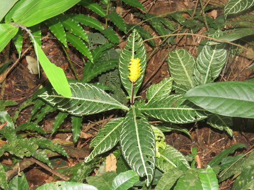 Aphelandra squarrosa