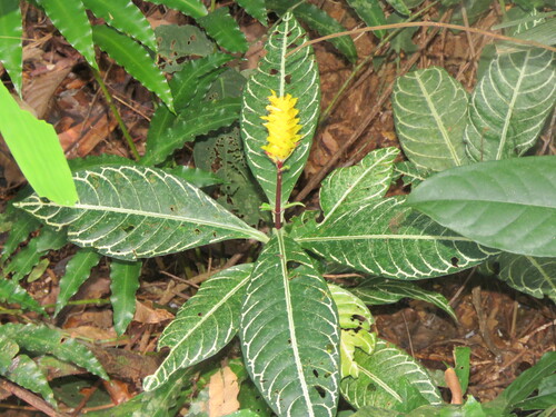 Aphelandra squarrosa