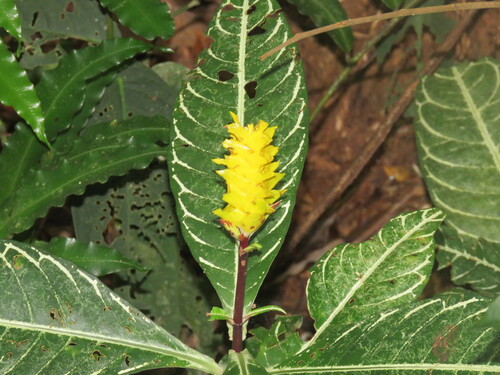 Aphelandra squarrosa
