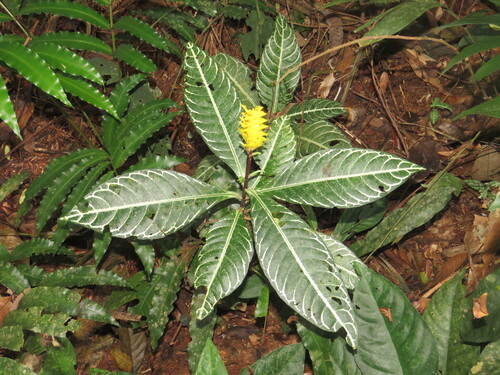 Aphelandra squarrosa