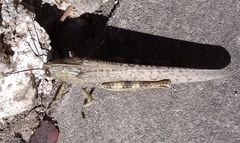 Anacridium aegyptium