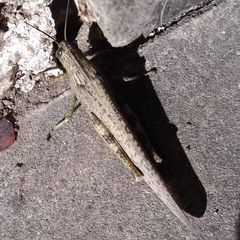 Anacridium aegyptium