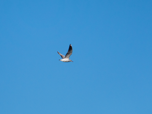 Brown-hooded Gull