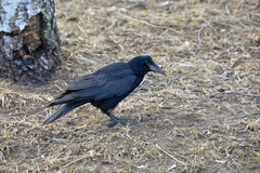 Corvus frugilegus
