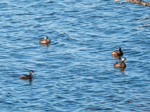 White-tufted Grebe