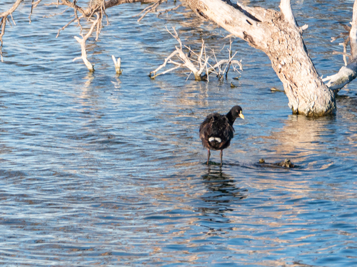 White-winged Coot