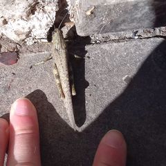 Anacridium aegyptium