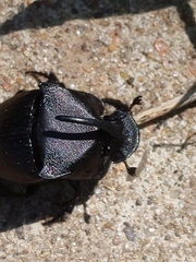 Phanaeus texensis