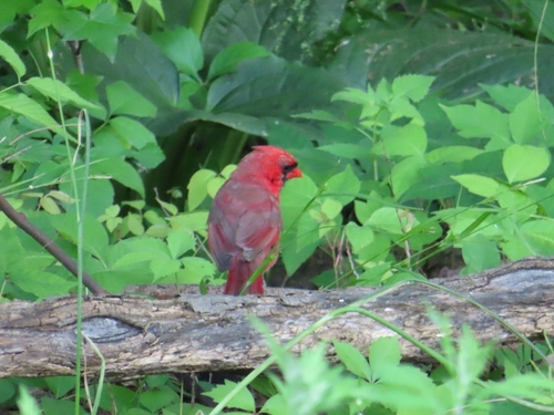 Northern Cardinal