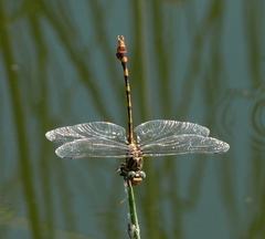 Phyllogomphoides stigmatus