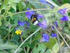 Bombus terrestris dalmatinus